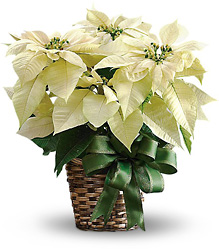 White Poinsettia from Martha Mae's Floral & Gifts in McDonough, GA